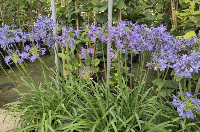 Agapanthus 'Carta' ®