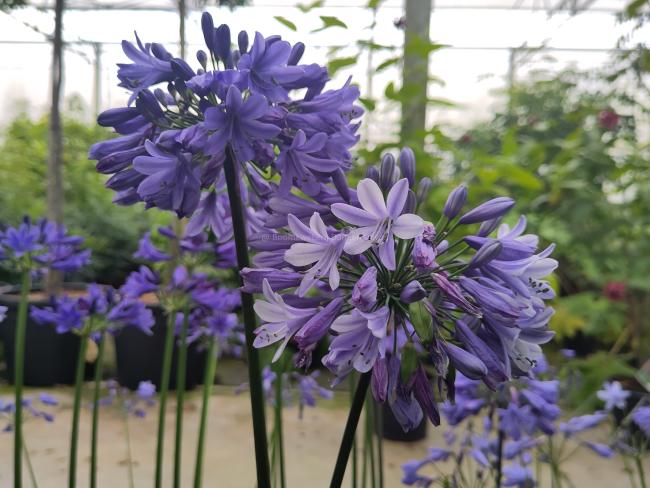 Agapanthus 'Ever Saphire' ®
