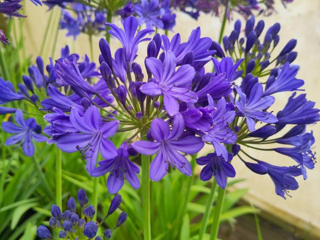 Agapanthus 'Lady Lay'®