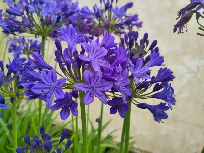 Agapanthus 'Lady Lay'®