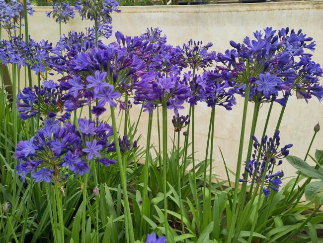 Agapanthus 'Lady Lay'®