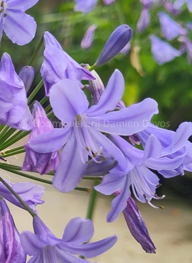 Agapanthus 'Lapis Lazuli' ®