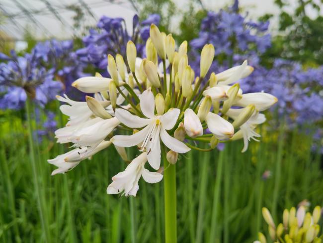 Agapanthus 'Margarita'