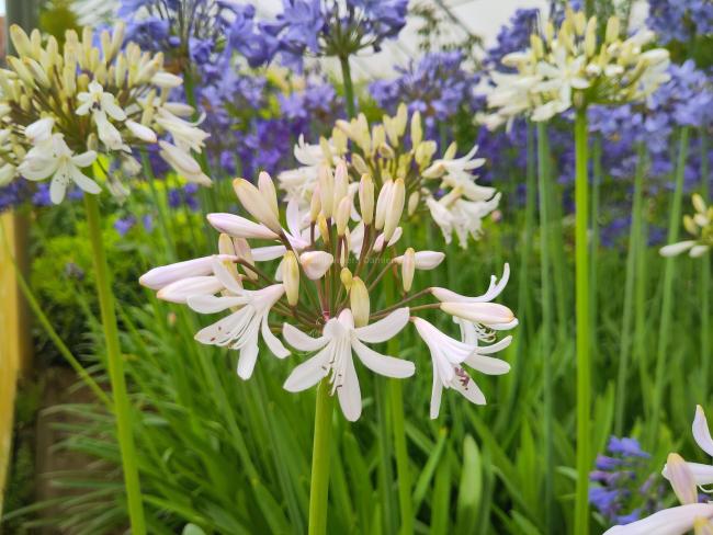 Agapanthus 'Margarita'