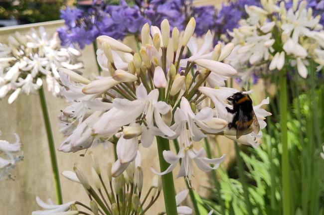 Agapanthus 'Margarita'