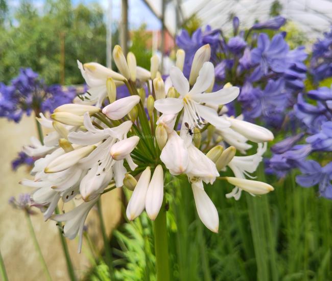 Agapanthus 'Margarita'