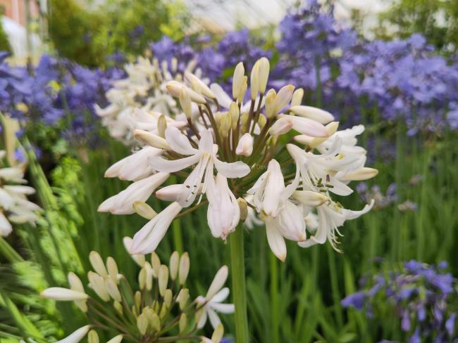 Agapanthus 'Margarita'