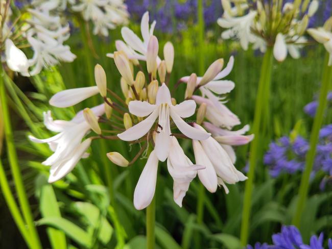 Agapanthus 'Margarita'
