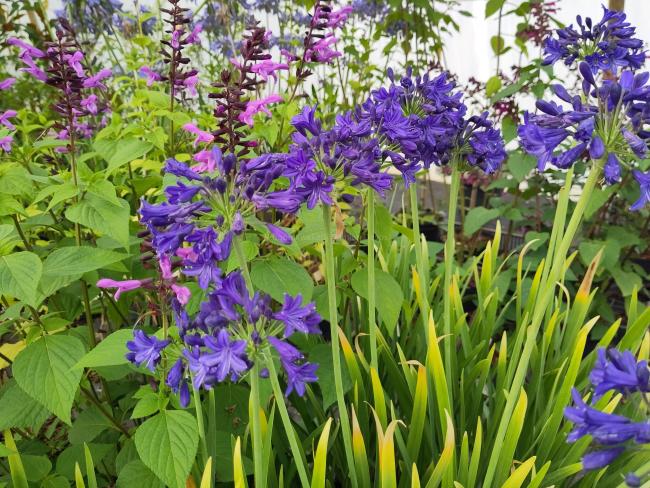 Agapanthus 'Maurice'