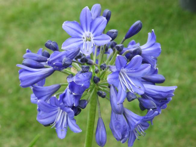 Agapanthus 'Maurice'