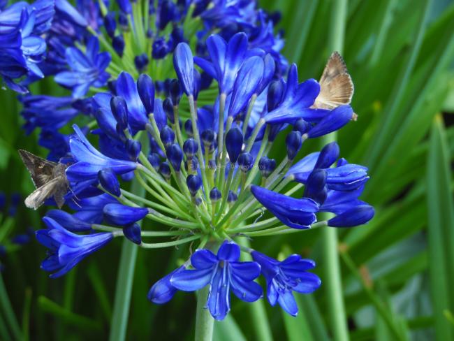 Agapanthus 'Maurice'