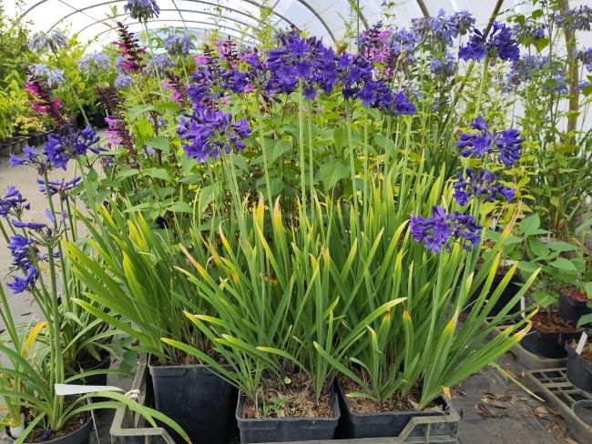 Agapanthus 'Maurice'
