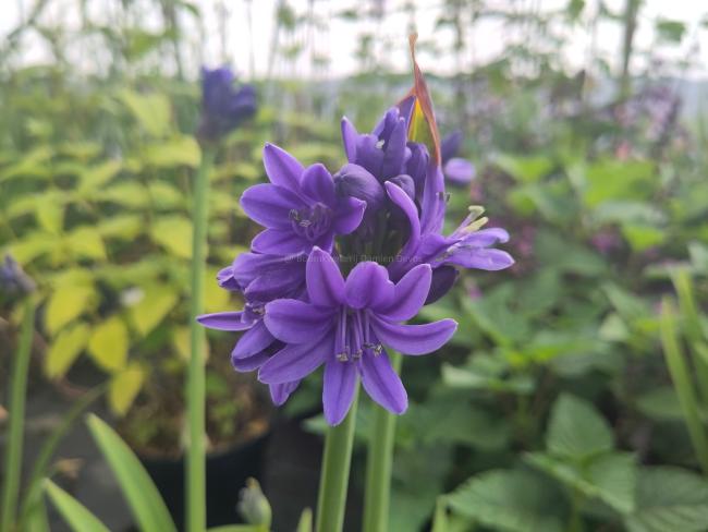 Agapanthus 'Pino' ®