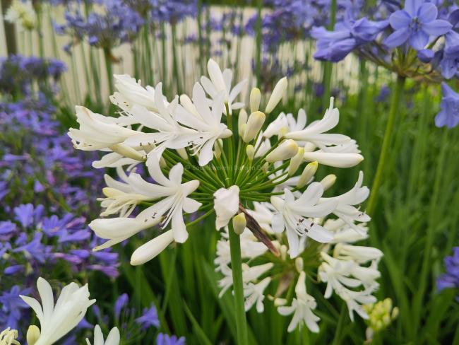 Agapanthus 'Stephanie's charm'