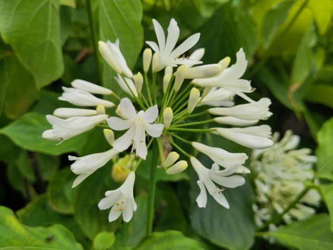 Agapanthus 'Stephanie's charm'