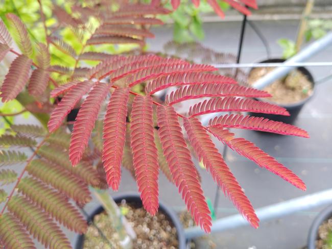 Albizia julibrissin 'Evi's Pride' ( syn 'Evi's Purple')