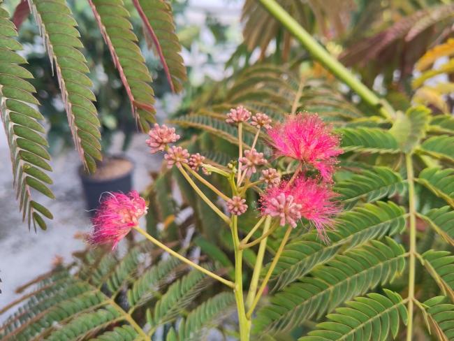Albizia julibrissin 'Evi's Pride' ( syn 'Evi's Purple')