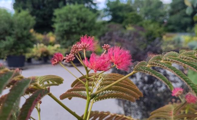 Albizia julibrissin 'Evi's Pride' ( syn 'Evi's Purple')