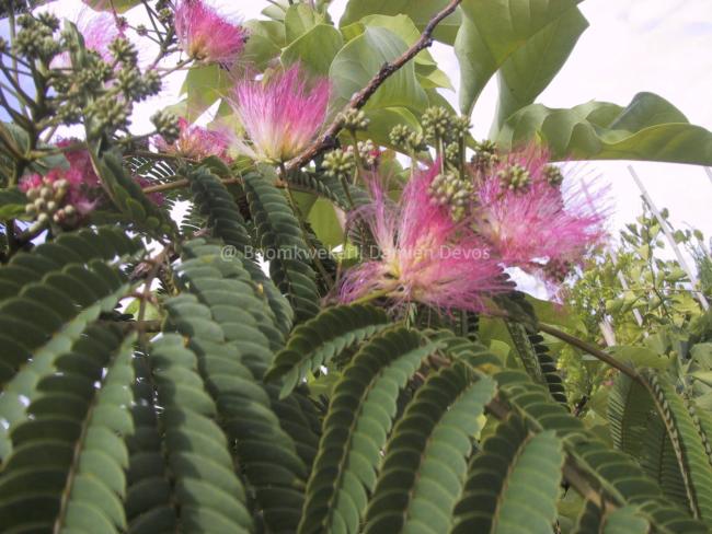 Albizia julibrissin 'Ombrella' Boubri