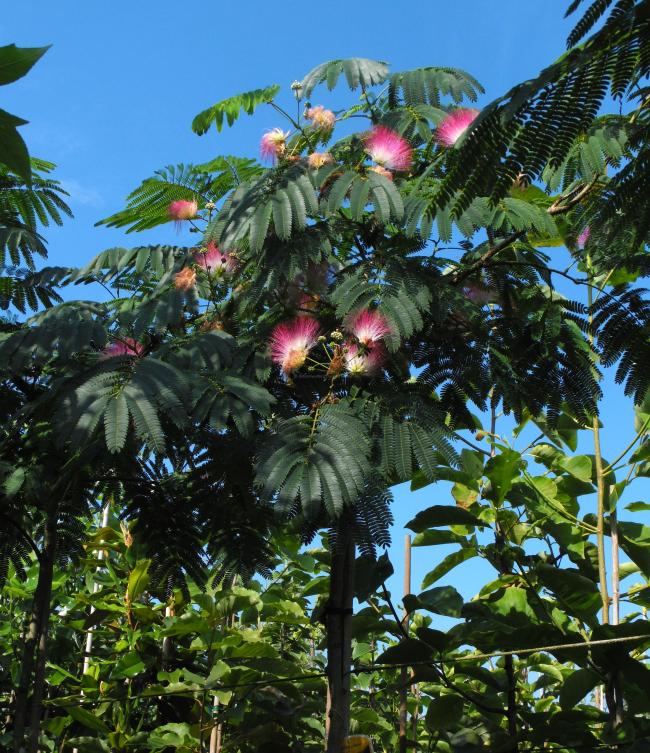 Albizia julibrissin 'Ombrella' Boubri