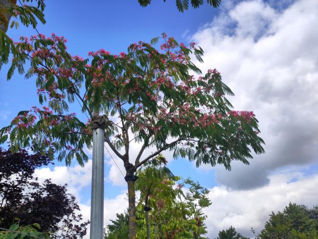 Albizia julibrissin 'Ombrella' Boubri