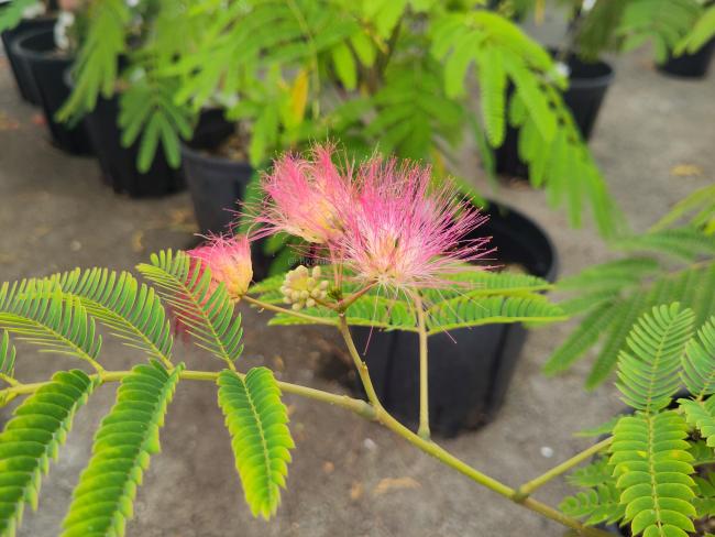 Albizia julibrissin 'Tropical Dream' ®