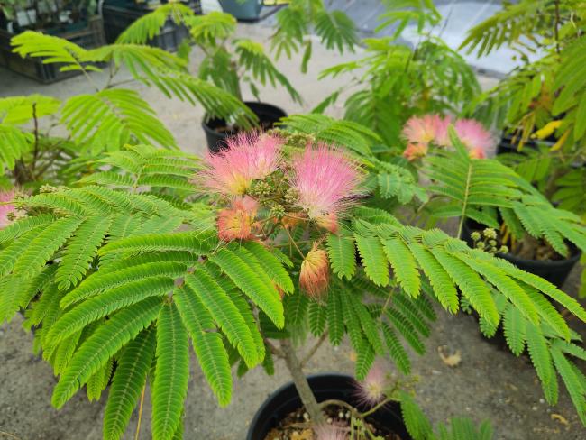 Albizia julibrissin 'Tropical Dream' ®