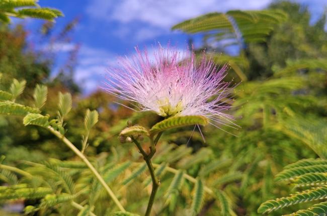 Albizia julibrissin