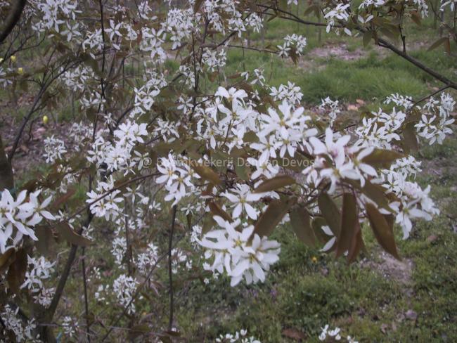 Amelanchier arborea 'Robin Hill'