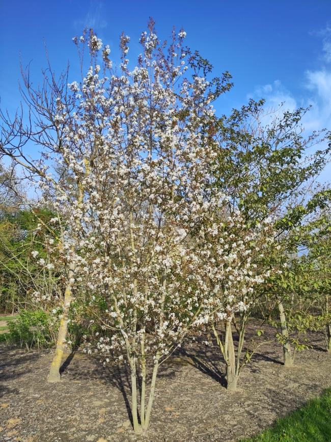 Amelanchier arborea 'Robin Hill'