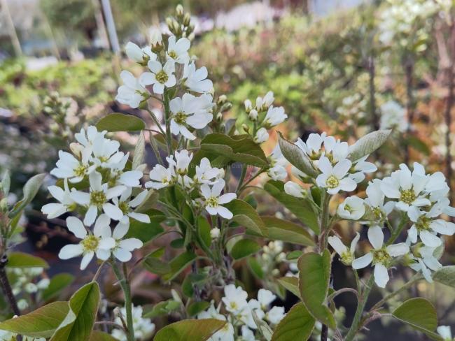Amelanchier ovalis (= A. rotundifolia)