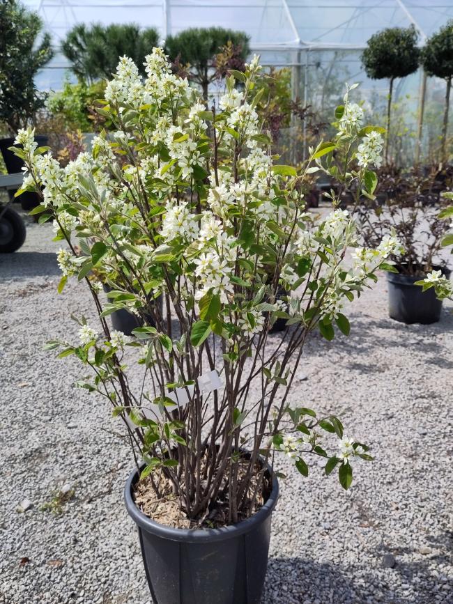 Amelanchier ovalis (= A. rotundifolia)