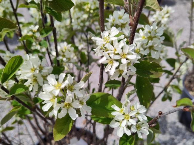 Amelanchier ovalis (= A. rotundifolia)