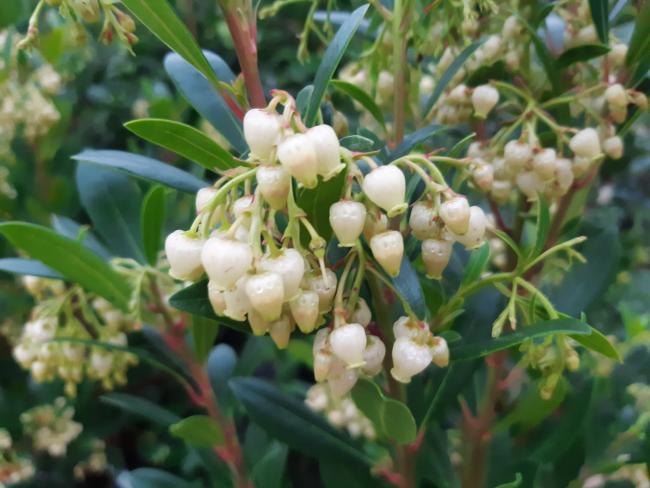 Arbutus unedo 'Compacta'