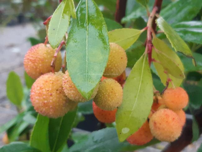 Arbutus unedo 'Compacta'