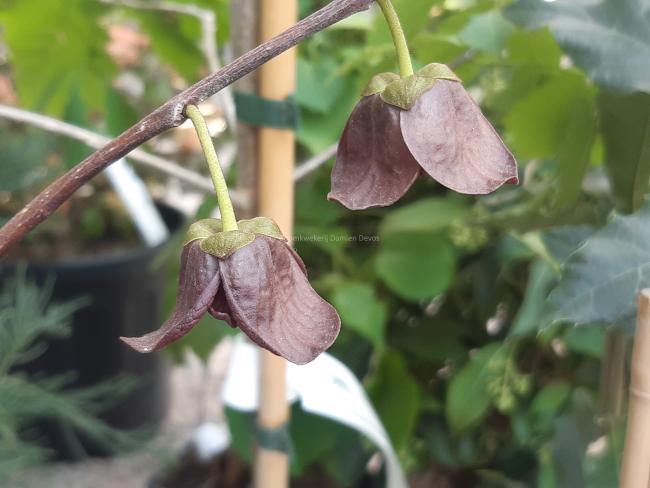 Asimina triloba 'Overleese'