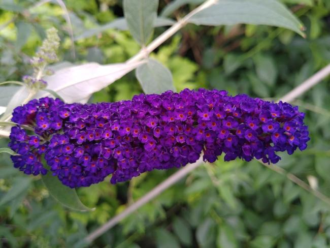 Buddleja davidii 'Black Knight'