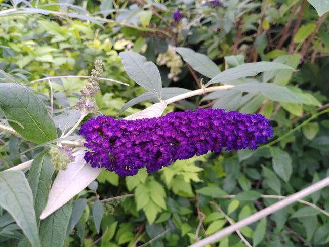 Buddleja davidii 'Black Knight'