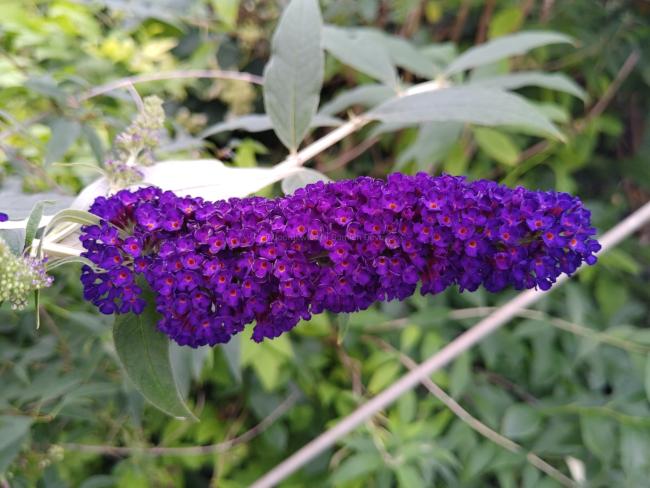 Buddleja davidii 'Black Knight'