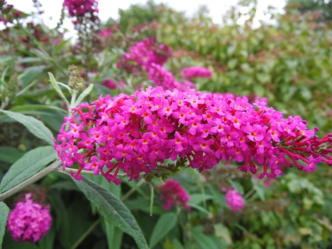 Buddleja davidii 'Miss Ruby'