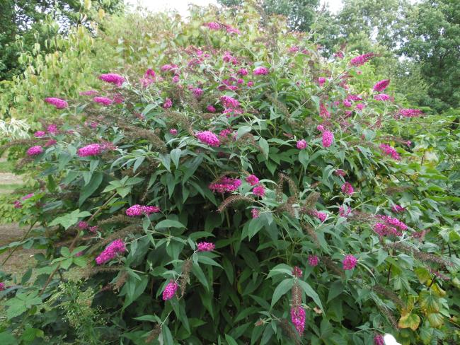Buddleja davidii 'Miss Ruby'