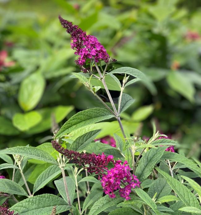 Buddleja davidii 'Miss Ruby'