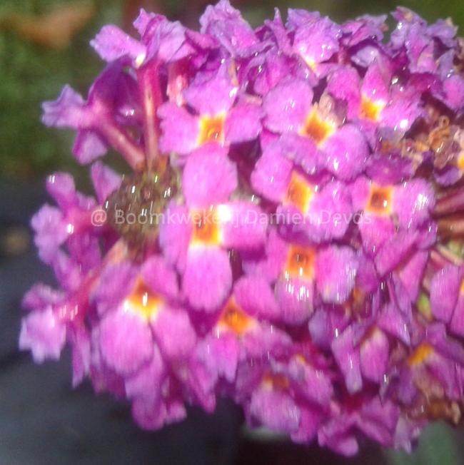Buddleja davidii 'Royal Red'