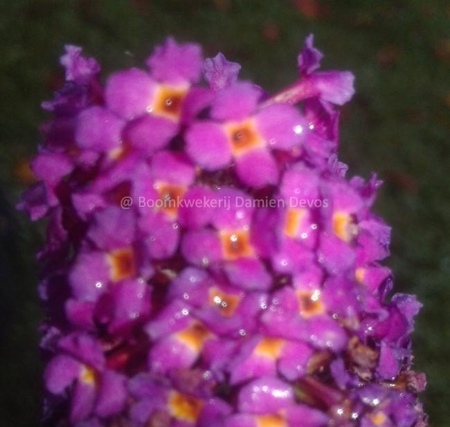 Buddleja davidii 'Royal Red'
