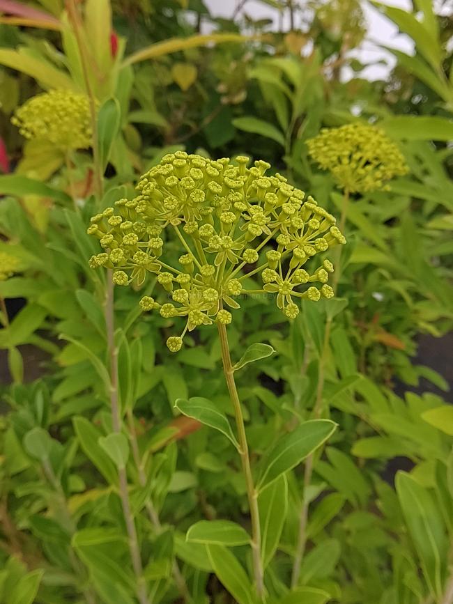 Bupleurum fruticosum