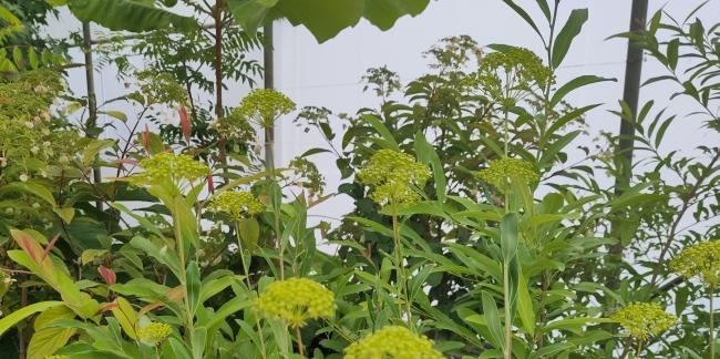 Bupleurum fruticosum