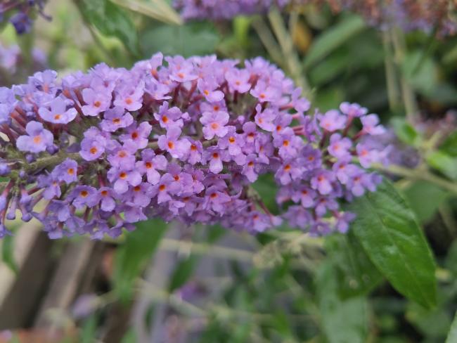 Buddleja 'Lochinch'