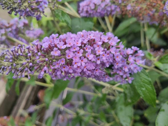 Buddleja 'Lochinch'