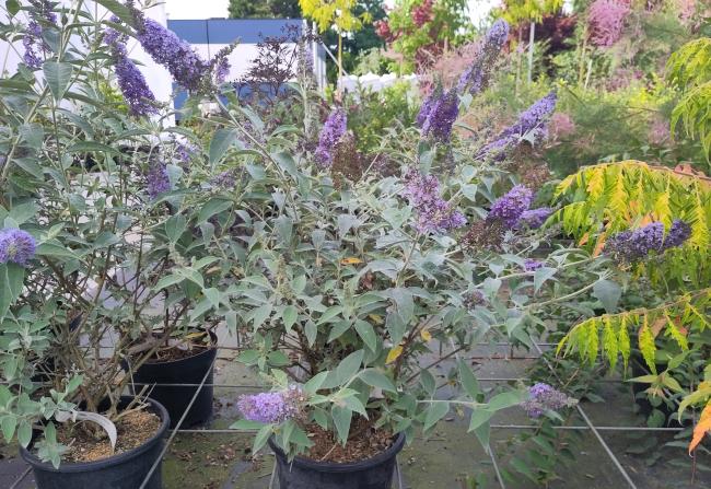Buddleja 'Lochinch'