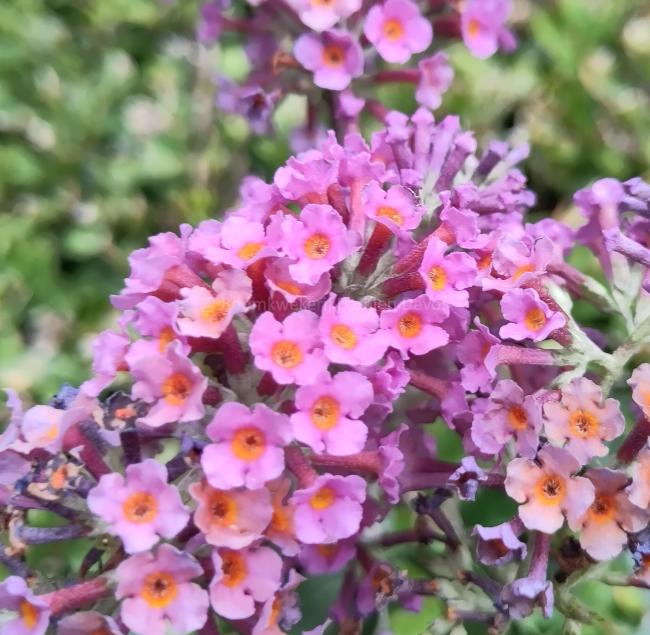 Buddleja weyeriana 'Flower Power' ®